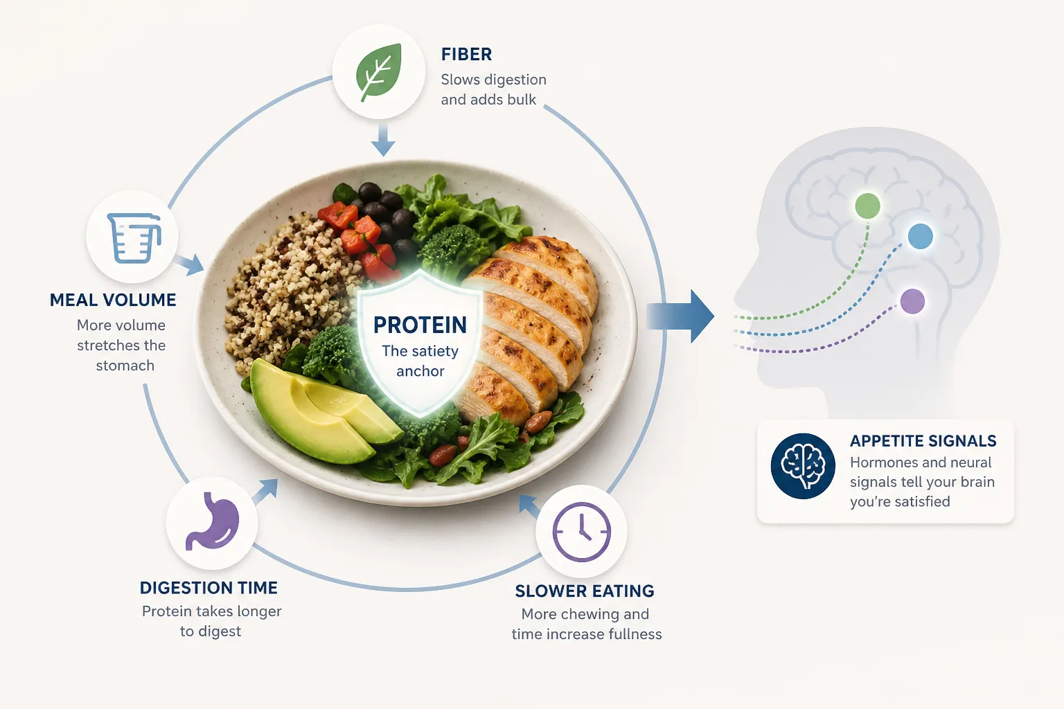 Infographic of a protein meal with labels for meal volume, fiber, digestion time, slower eating, and appetite signals